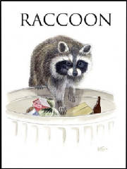 raccoongrphc.jpg